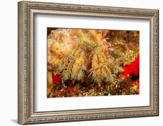 Close up of a Hairy yellow hermit crab, Hawaii-David Fleetham-Framed Photographic Print