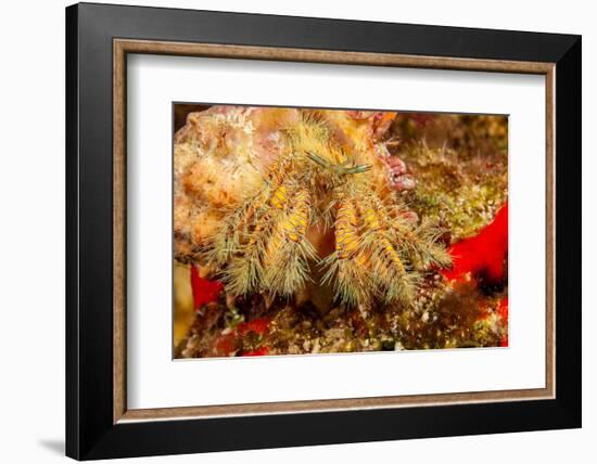 Close up of a Hairy yellow hermit crab, Hawaii-David Fleetham-Framed Photographic Print