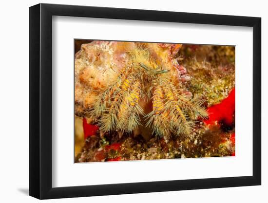 Close up of a Hairy yellow hermit crab, Hawaii-David Fleetham-Framed Photographic Print