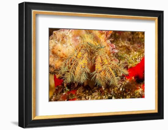 Close up of a Hairy yellow hermit crab, Hawaii-David Fleetham-Framed Photographic Print