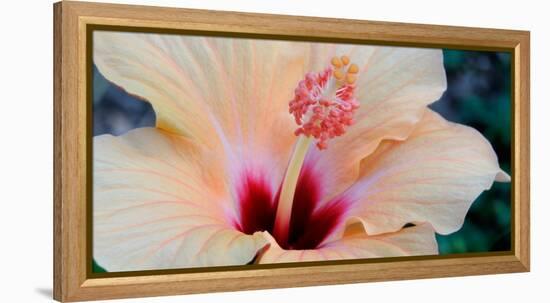 Close-Up of a Hibiscus Flower, Pinole, California, USA-null-Framed Premier Image Canvas