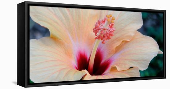 Close-Up of a Hibiscus Flower, Pinole, California, USA-null-Framed Premier Image Canvas