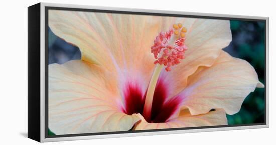 Close-Up of a Hibiscus Flower, Pinole, California, USA-null-Framed Premier Image Canvas