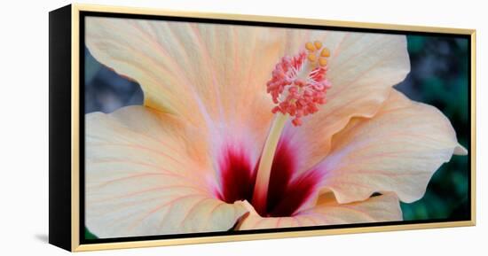 Close-Up of a Hibiscus Flower, Pinole, California, USA-null-Framed Premier Image Canvas