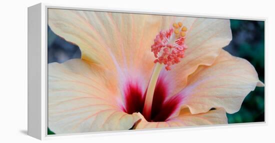 Close-Up of a Hibiscus Flower, Pinole, California, USA-null-Framed Premier Image Canvas