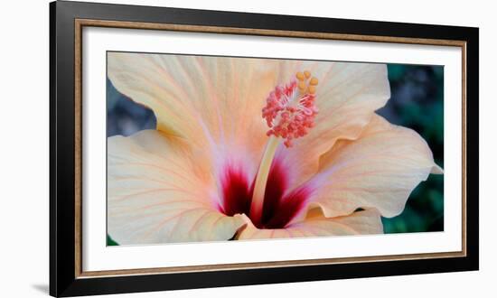 Close-Up of a Hibiscus Flower, Pinole, California, USA-null-Framed Photographic Print