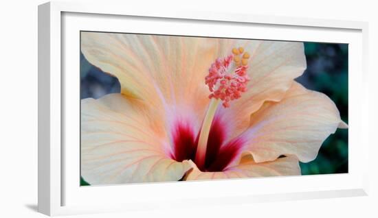 Close-Up of a Hibiscus Flower, Pinole, California, USA-null-Framed Photographic Print