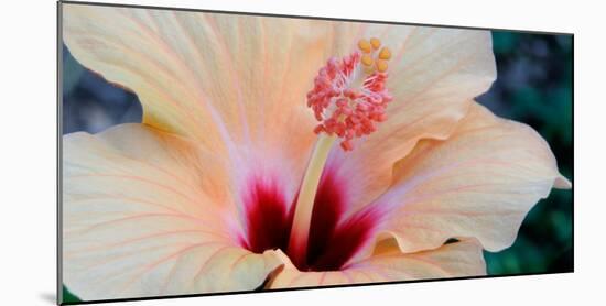 Close-Up of a Hibiscus Flower, Pinole, California, USA-null-Mounted Photographic Print