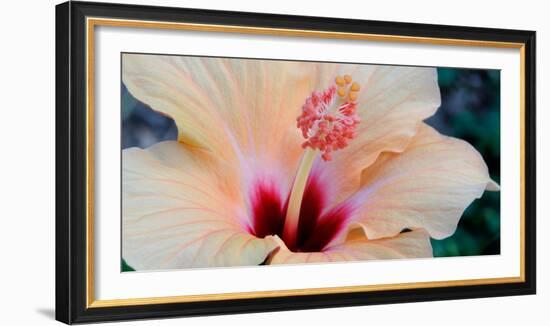 Close-Up of a Hibiscus Flower, Pinole, California, USA-null-Framed Photographic Print