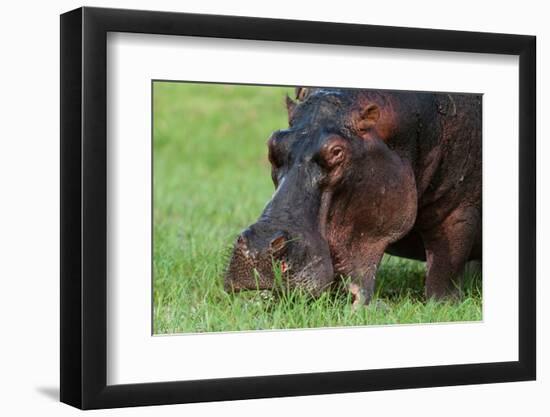 Close-up of a hippopotamus grazing on a grass. Chobe National Park, Botswana.-Sergio Pitamitz-Framed Photographic Print