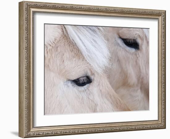 Close-Up of a Horse?S Eye, Lapland, Finland-Nadia Isakova-Framed Photographic Print