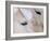 Close-Up of a Horse?S Eye, Lapland, Finland-Nadia Isakova-Framed Photographic Print