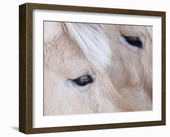 Close-Up of a Horse?S Eye, Lapland, Finland-Nadia Isakova-Framed Photographic Print