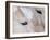 Close-Up of a Horse?S Eye, Lapland, Finland-Nadia Isakova-Framed Photographic Print