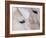 Close-Up of a Horse?S Eye, Lapland, Finland-Nadia Isakova-Framed Photographic Print