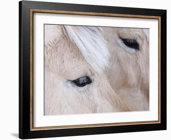 Close-Up of a Horse?S Eye, Lapland, Finland-Nadia Isakova-Framed Photographic Print