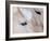 Close-Up of a Horse?S Eye, Lapland, Finland-Nadia Isakova-Framed Photographic Print