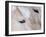 Close-Up of a Horse?S Eye, Lapland, Finland-Nadia Isakova-Framed Photographic Print