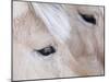 Close-Up of a Horse?S Eye, Lapland, Finland-Nadia Isakova-Mounted Photographic Print