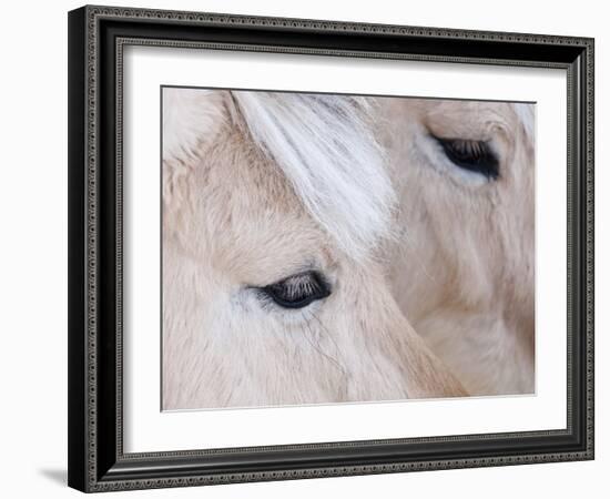 Close-Up of a Horse?S Eye, Lapland, Finland-Nadia Isakova-Framed Photographic Print