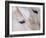 Close-Up of a Horse?S Eye, Lapland, Finland-Nadia Isakova-Framed Photographic Print