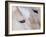 Close-Up of a Horse?S Eye, Lapland, Finland-Nadia Isakova-Framed Photographic Print