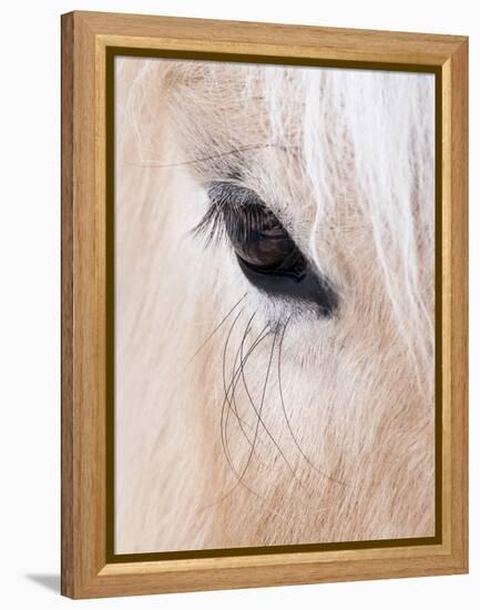 Close-Up of a Horse?S Eye, Lapland, Finland-Nadia Isakova-Framed Premier Image Canvas