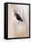 Close-Up of a Horse?S Eye, Lapland, Finland-Nadia Isakova-Framed Premier Image Canvas