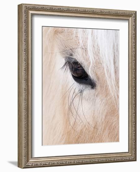 Close-Up of a Horse?S Eye, Lapland, Finland-Nadia Isakova-Framed Photographic Print