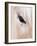 Close-Up of a Horse?S Eye, Lapland, Finland-Nadia Isakova-Framed Photographic Print