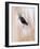 Close-Up of a Horse?S Eye, Lapland, Finland-Nadia Isakova-Framed Photographic Print