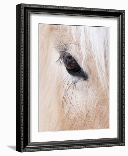 Close-Up of a Horse?S Eye, Lapland, Finland-Nadia Isakova-Framed Photographic Print