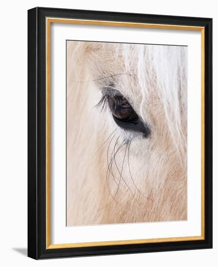 Close-Up of a Horse?S Eye, Lapland, Finland-Nadia Isakova-Framed Photographic Print
