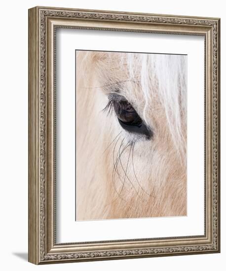 Close-Up of a Horse?S Eye, Lapland, Finland-Nadia Isakova-Framed Photographic Print