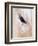 Close-Up of a Horse?S Eye, Lapland, Finland-Nadia Isakova-Framed Photographic Print