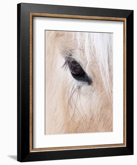 Close-Up of a Horse?S Eye, Lapland, Finland-Nadia Isakova-Framed Photographic Print