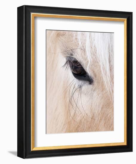 Close-Up of a Horse?S Eye, Lapland, Finland-Nadia Isakova-Framed Photographic Print