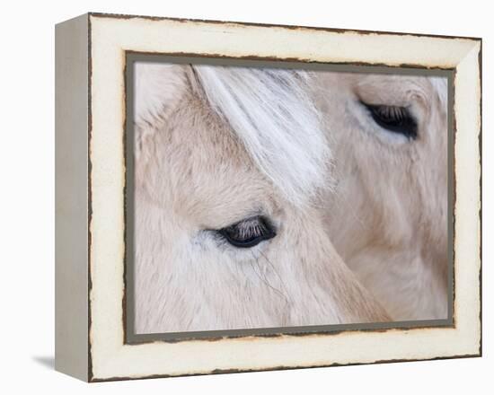 Close-Up of a Horse?S Eye, Lapland, Finland-Nadia Isakova-Framed Premier Image Canvas