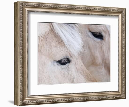 Close-Up of a Horse?S Eye, Lapland, Finland-Nadia Isakova-Framed Photographic Print