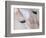 Close-Up of a Horse?S Eye, Lapland, Finland-Nadia Isakova-Framed Photographic Print