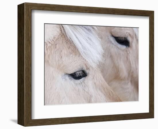 Close-Up of a Horse?S Eye, Lapland, Finland-Nadia Isakova-Framed Photographic Print