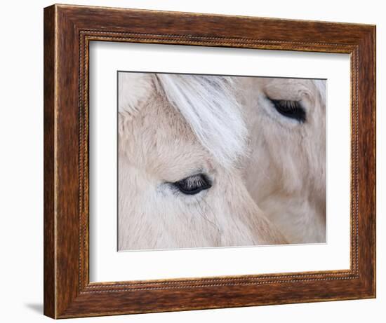 Close-Up of a Horse?S Eye, Lapland, Finland-Nadia Isakova-Framed Photographic Print