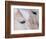 Close-Up of a Horse?S Eye, Lapland, Finland-Nadia Isakova-Framed Photographic Print