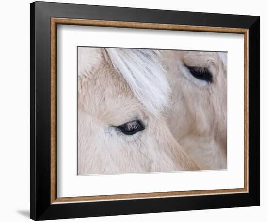 Close-Up of a Horse?S Eye, Lapland, Finland-Nadia Isakova-Framed Photographic Print