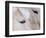 Close-Up of a Horse?S Eye, Lapland, Finland-Nadia Isakova-Framed Photographic Print