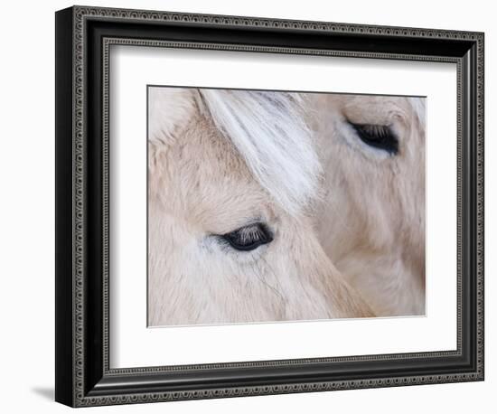 Close-Up of a Horse?S Eye, Lapland, Finland-Nadia Isakova-Framed Photographic Print