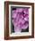 Close-up of a Hydrangea macrophylla 'Ayesha', lilac pink.-Julie Eggers-Framed Photographic Print