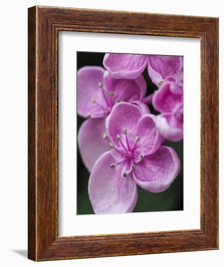 Close-up of a Hydrangea macrophylla 'Ayesha', lilac pink.-Julie Eggers-Framed Photographic Print