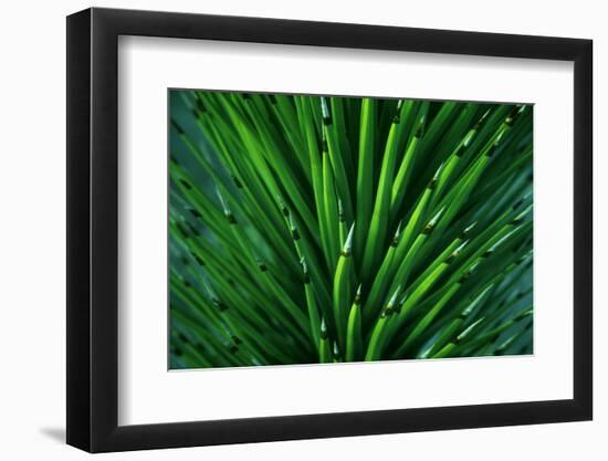 Close up of a Joshua Tree yucca plant found in the desert of Death Valley National Park.-Mallorie Ostrowitz-Framed Photographic Print