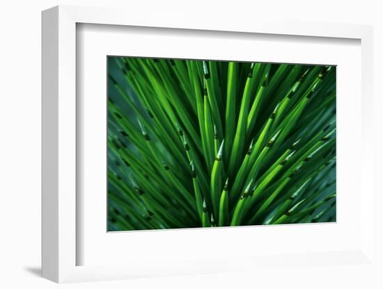 Close up of a Joshua Tree yucca plant found in the desert of Death Valley National Park.-Mallorie Ostrowitz-Framed Photographic Print